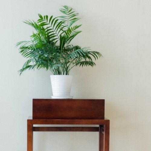 Chamaedorea elegans 6