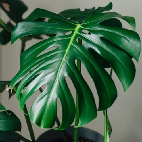 Monstera deliciosa (Big Form)