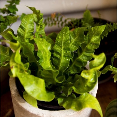 Asplenium nidus Crispy Wave