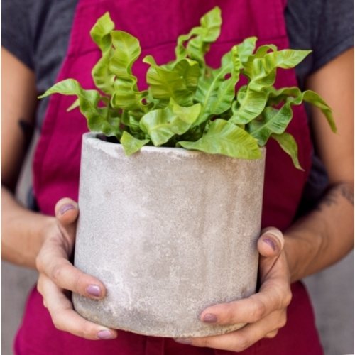 Asplenium nidus Crispy Wave 1