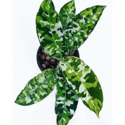 Aglaonema Pictum Tricolor