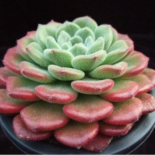 Echeveria Carol