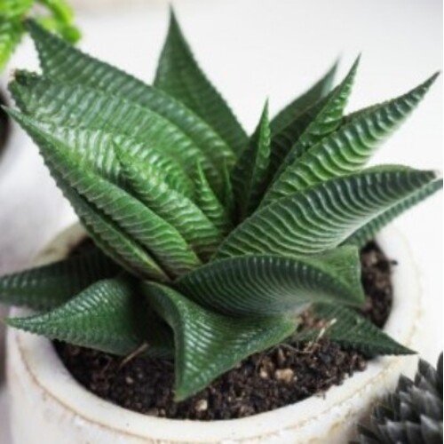 Haworthia limifolia