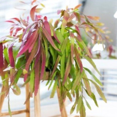 Pseudorhipsalis ramulosa Red Coral