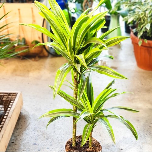 Dracaena fragrans Lemon Lime