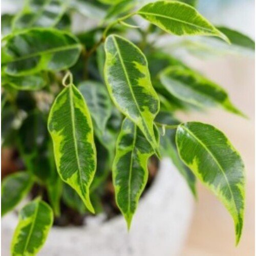 Ficus benjamina Anastasia