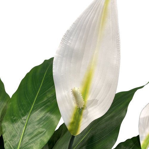 Dirbtinis augalas Spathiphyllum, 68 cm. 2