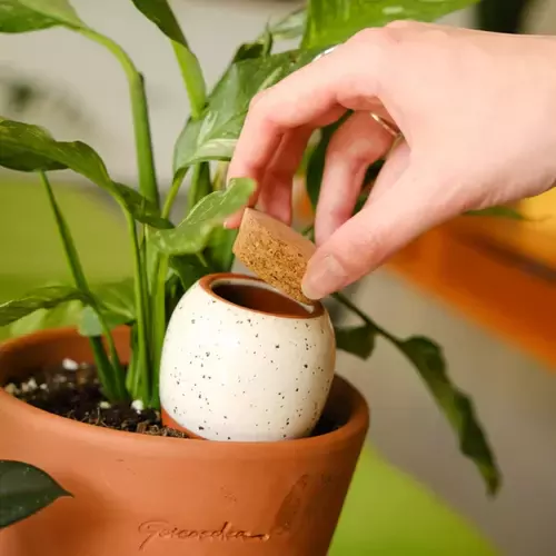 Lašelinis augalų drėkintuvas, geltonas 3