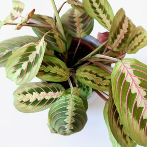 Maranta leuconeura Fascinator Tricolor