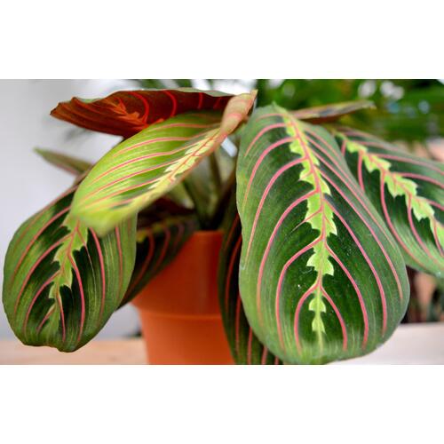 Maranta leuconeura Fascinator Tricolor