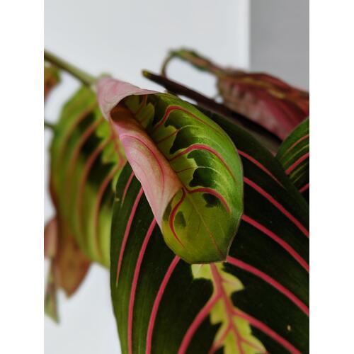 Maranta leuconeura Fascinator Tricolor