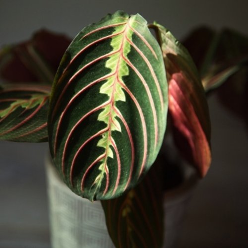 Maranta leuconeura Fascinator Tricolor 8
