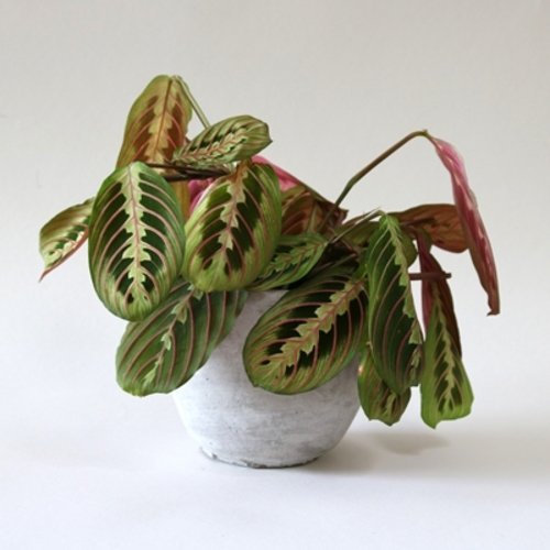Maranta leuconeura Fascinator Tricolor 1