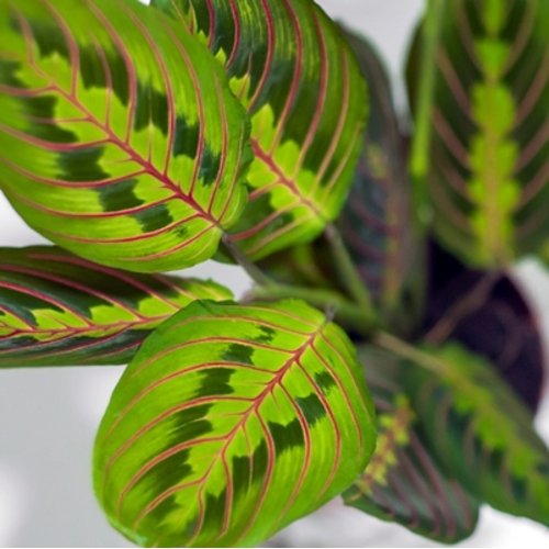Maranta leuconeura Fascinator Tricolor 2