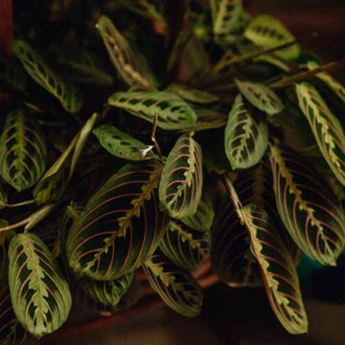 Maranta leuconeura Fascinator Tricolor 7