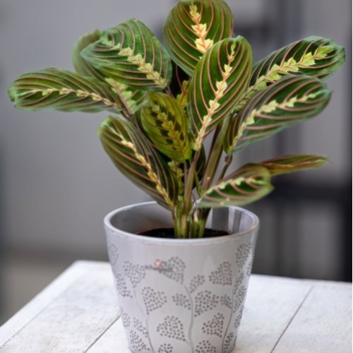 Maranta leuconeura Fascinator Tricolor