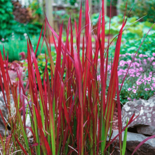 Imperata rytinė Red Baron