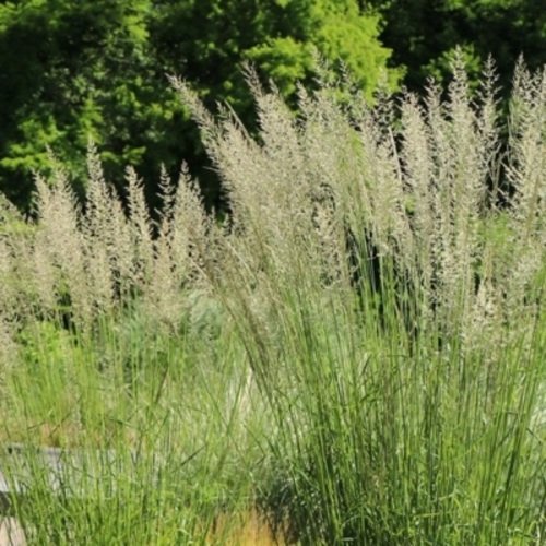 Lendrūnas smailiažiedis Waldenbuch