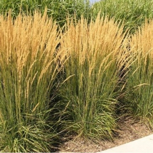 Melvenė nendrinė Karl Foerster