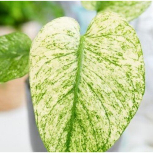 Monstera deliciosa Mint