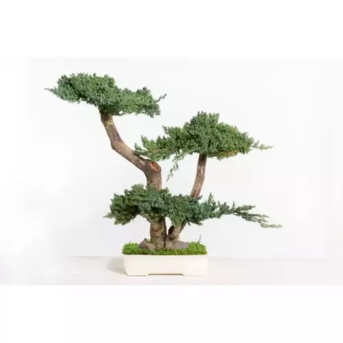 Stabilizuotas bonsai Procumbens, 50 cm. 1
