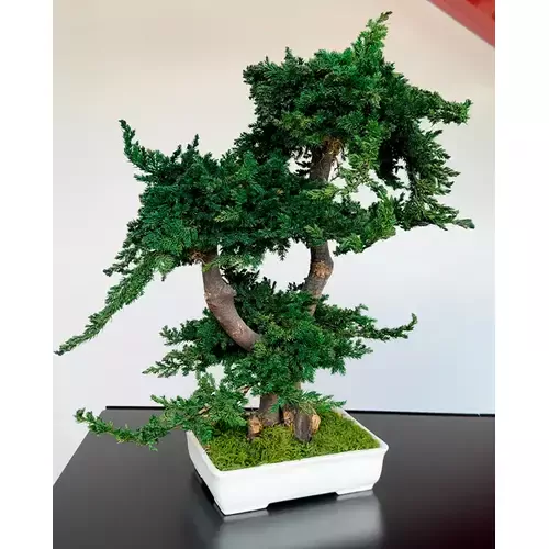 Stabilizuotas bonsai Procumbens, 50 cm.