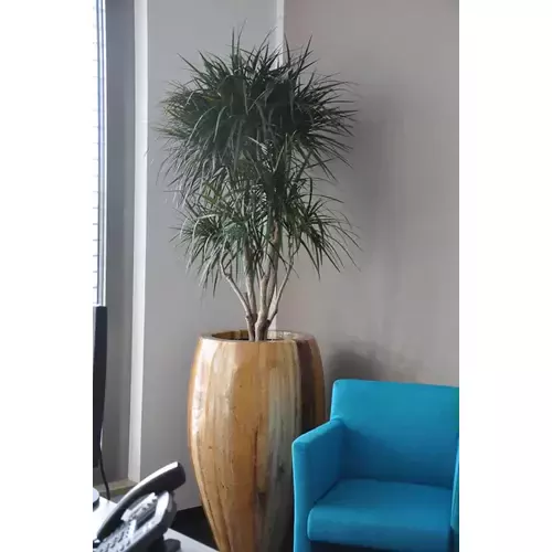 Ø56 x 93 cm vazonas