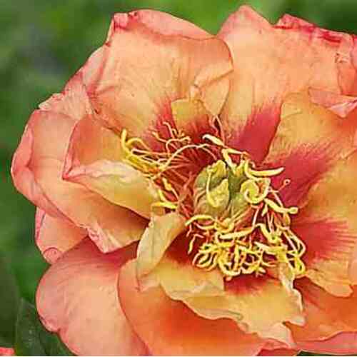 Bijūnas Orange Victory