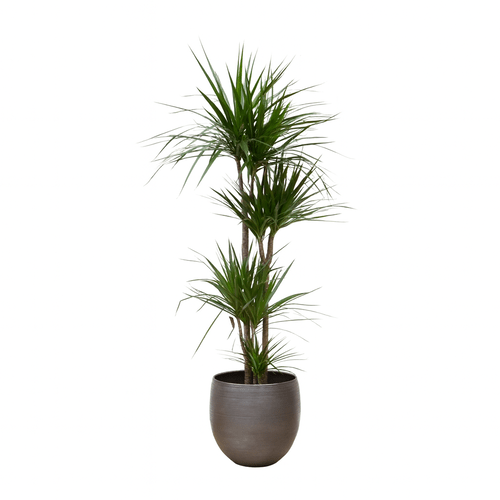 Dracaena marginata, 100 cm