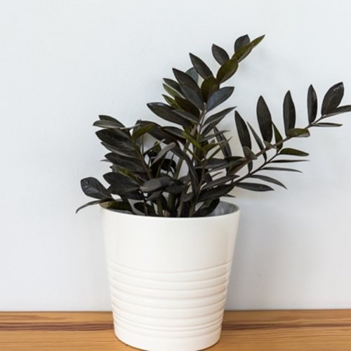 Zamioculcas zamiifolia Raven