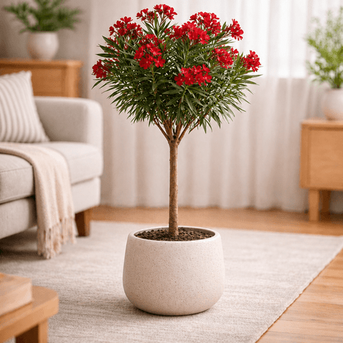 Nerium Oleander Red 2