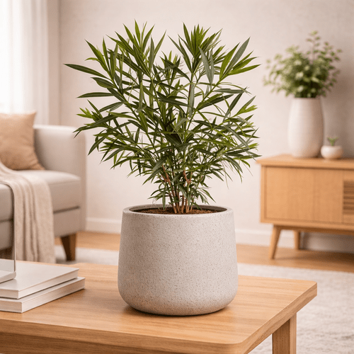 Nerium Oleander Red 1