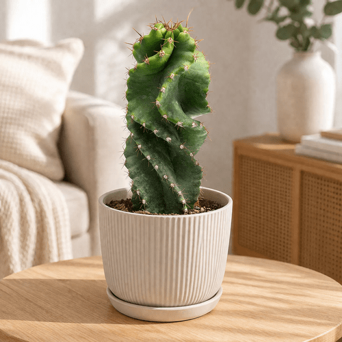Cereus forbesii Spiralis