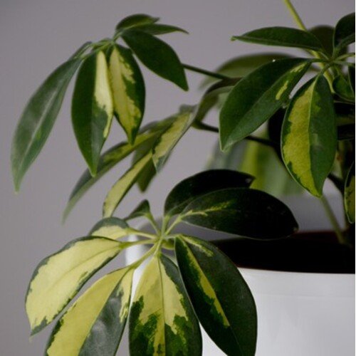 Schefflera arboricola Melanie