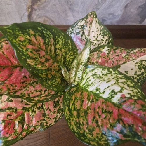 Aglaonema Anyamanee Tricolor