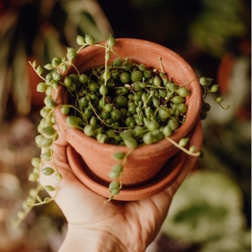 Senecio rowleyanus