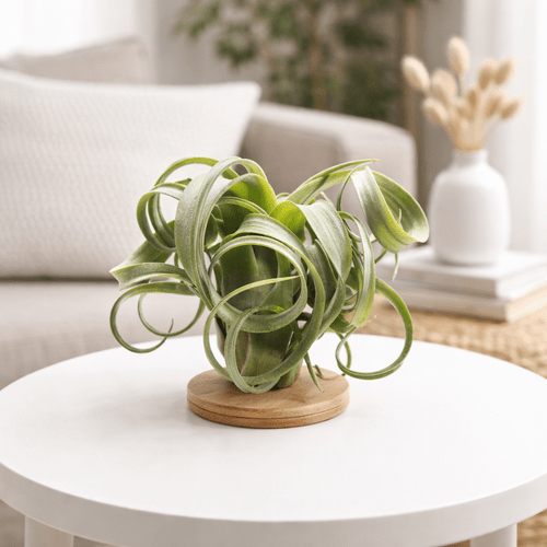 Tillandsia Curly Slim