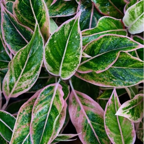 Aglaonema Pink Aurora