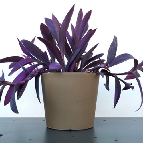 Tradescantia Purple Heart