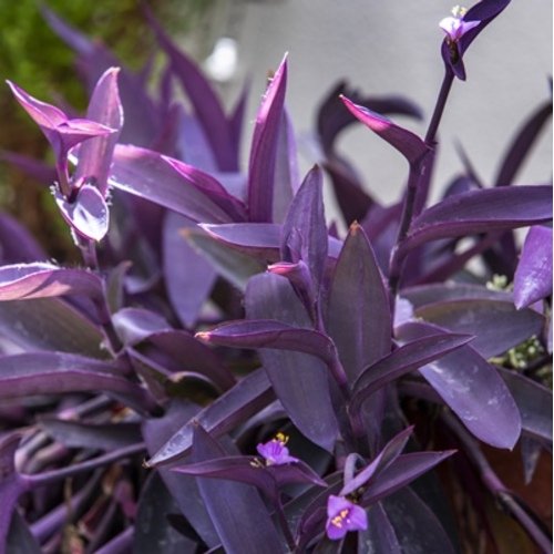 Tradescantia Purple Heart