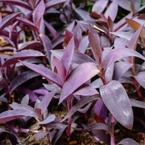 Tradescantia Purple Heart