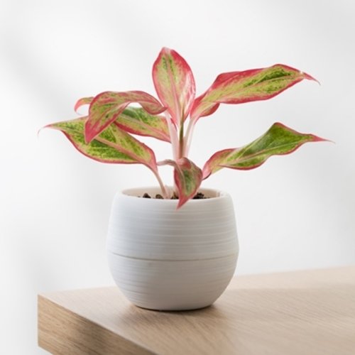 Aglaonema Crete Flame