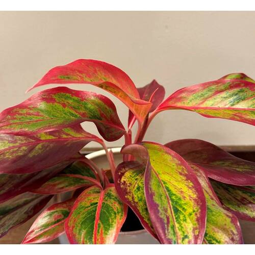 Aglaonema Crete Flame