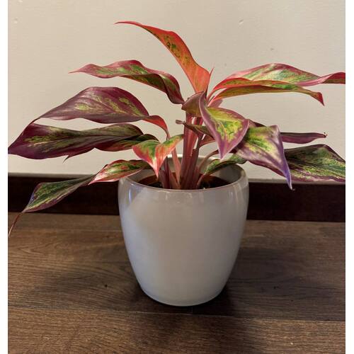 Aglaonema Crete Flame