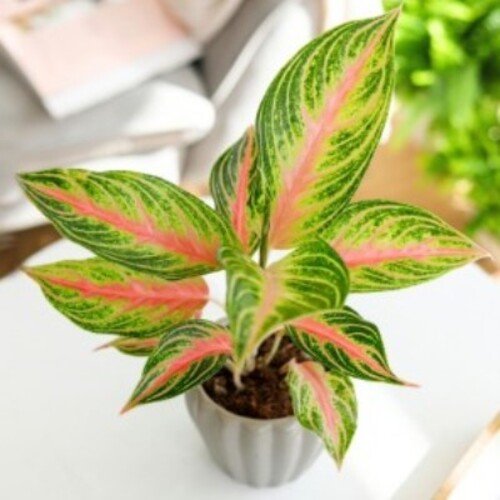 Aglaonema Eyecatcher