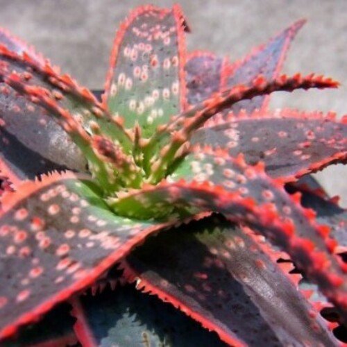 Aloes Christmas Carol