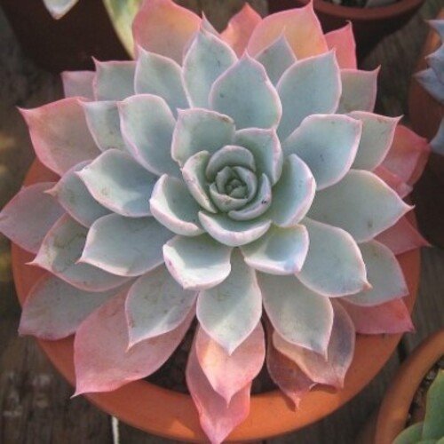 Echeveria subsessilis