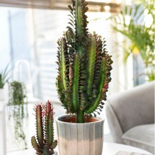 Euphorbia trigona Rubra