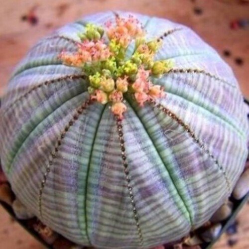 Euphorbia obesa