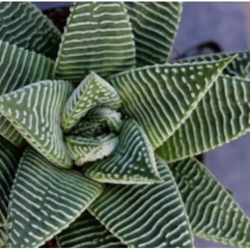 Haworthia limifolia Spider White